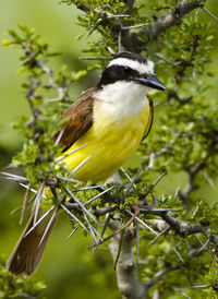 Close-up of bird perching on branch