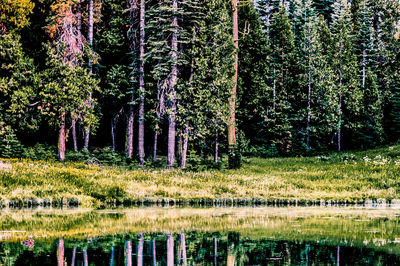 Trees in forest