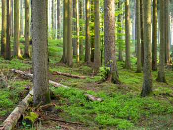 Trees in forest