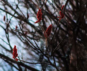 Low angle view of red flowering plant