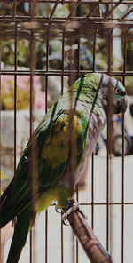 Close-up of parrot perching in cage