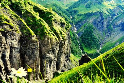 Scenic view of trees growing on land