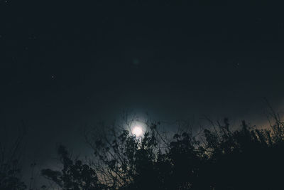 Low angle view of trees against sky at night