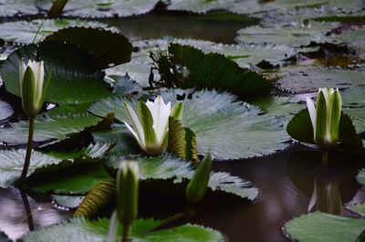 High angle view of water lilies buds growing in pond