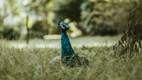 Close-up of peacock on field
