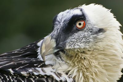 Close-up of vulture staring