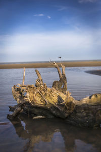 View of driftwood in sea against sky