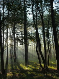 Trees in forest