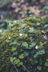 High angle view of plant growing on field