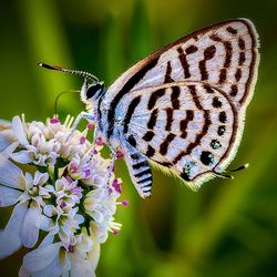 Close-up of butterfly pollinating on flower