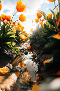Close-up of orange flowering plant
