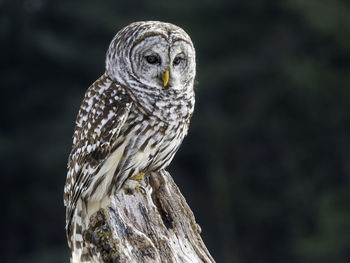 Barred owl perching on the tree stump