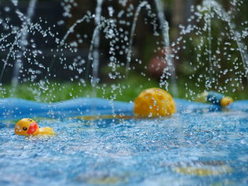 Close-up of yellow playing with ball in water