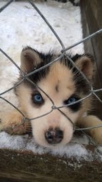 Close-up portrait of a dog