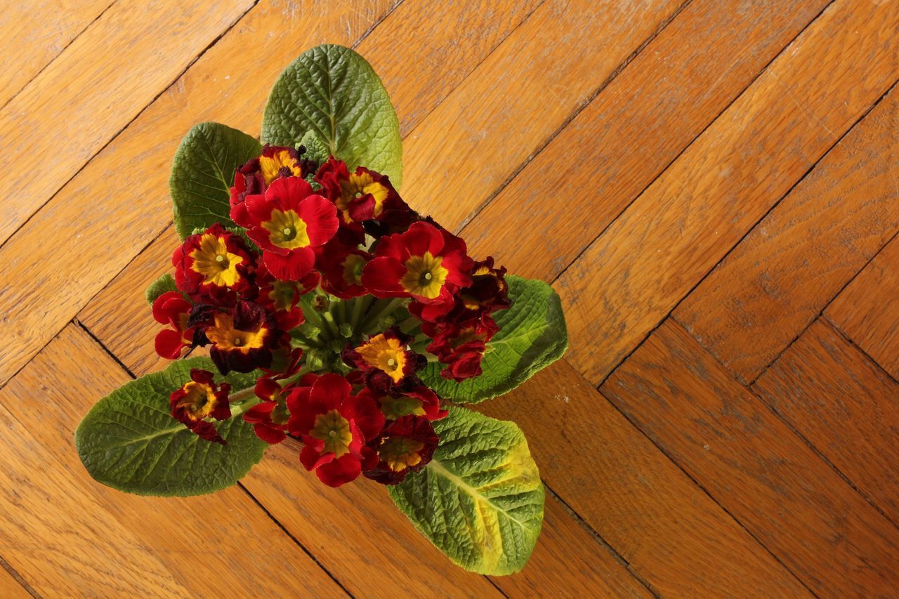 HIGH ANGLE VIEW OF RED FLOWERS ON TABLE