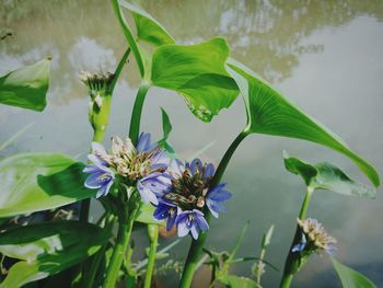 Close-up of flowers against blurred background