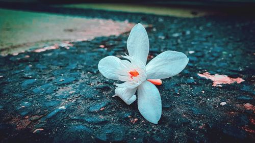 High angle view of white flowering plant