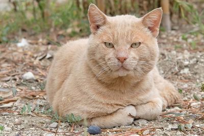 Close-up portrait of cat on field