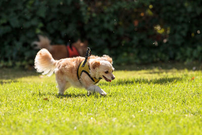 Dog on grass