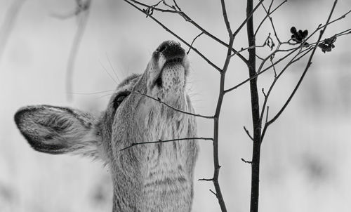 Low angle view of cat on branch