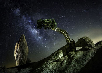 Low angle view of leaf against sky at night