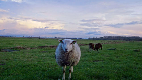 Sheep on field against sky