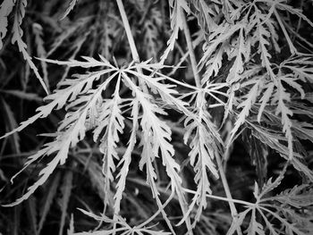 Full frame shot of leaves