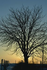 Silhouette bare tree against sky during sunset