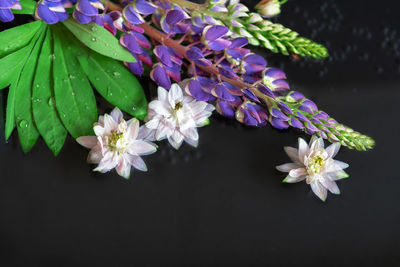 Close-up of purple flowering plant