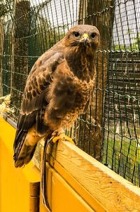 Close-up of bird in cage at zoo