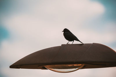 Low angle view of bird perching on rock against sky