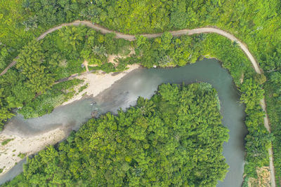 High angle view of plants growing on land