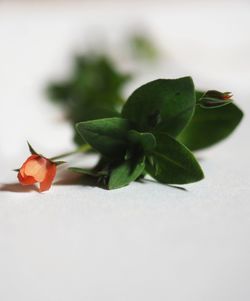 Close-up of plant against white background