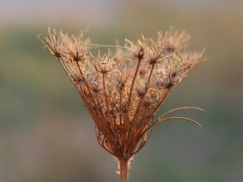 Close-up of wilted plant