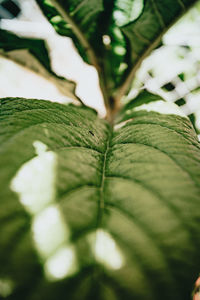 Close-up of leaves against blurred background