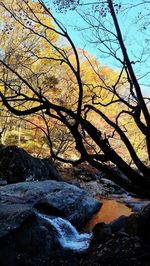 Bare tree by river in forest against sky