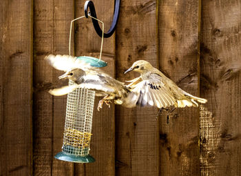 Close-up of birds hanging on wood