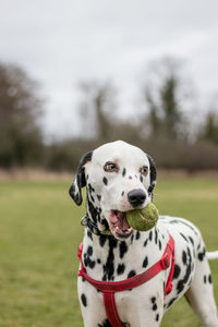 Dog carrying ball in mouth on field