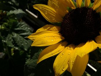 Close-up of wet yellow flower blooming outdoors