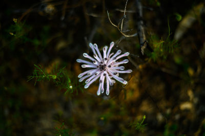 Close-up of white flowering plant on field