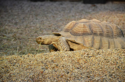 Tortoise walking on stone