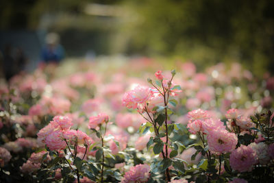 Close-up of pink flowers blooming outdoors