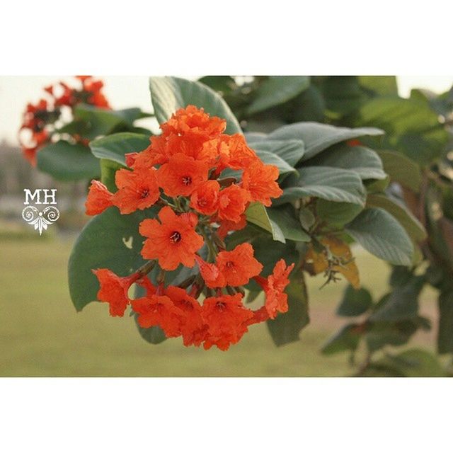 flower, freshness, petal, fragility, flower head, growth, red, transfer print, beauty in nature, blooming, plant, nature, leaf, close-up, auto post production filter, focus on foreground, in bloom, blossom, stem, orange color