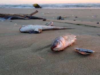 Dead fishes on the beach after the low tide