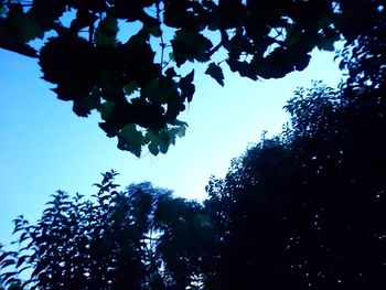 Low angle view of silhouette trees against blue sky