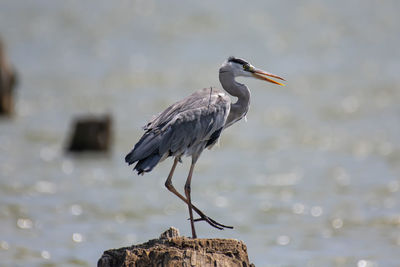 Bird perching on tree stump in lake