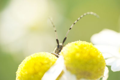 Close-up of insect on yellow flower