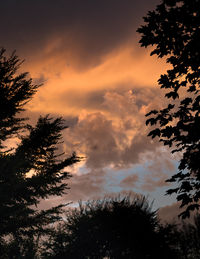 Low angle view of silhouette tree against sky at sunset
