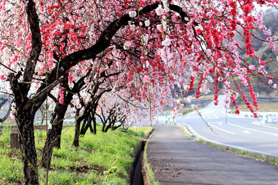 Road passing through trees
