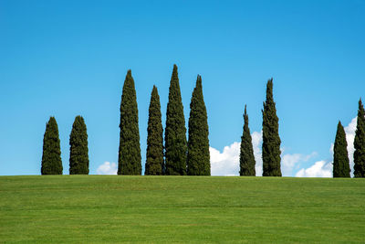 Stand of tall cypress trees on a hilltop skyline against a sunny blue sky